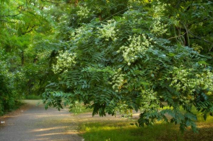 Sophora este numită miracolul japonez, un copac dintr-o sută de boli