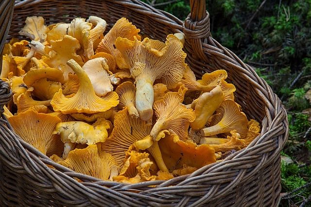 Однако стоит помнить, что каждый из грибов, присутствующих в польских лесах, содержит множество полезных веществ, в основном полисахариды и антиоксиданты, которые стимулируют иммунную систему