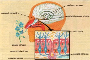 от   головного мозга   направляются 12 пар черепных (черепно-мозговых) нервов