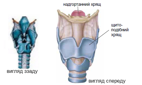 В средней части гортани содержится голосовой аппарат, основу которого составляют голосовые связки и голосовые мышцы