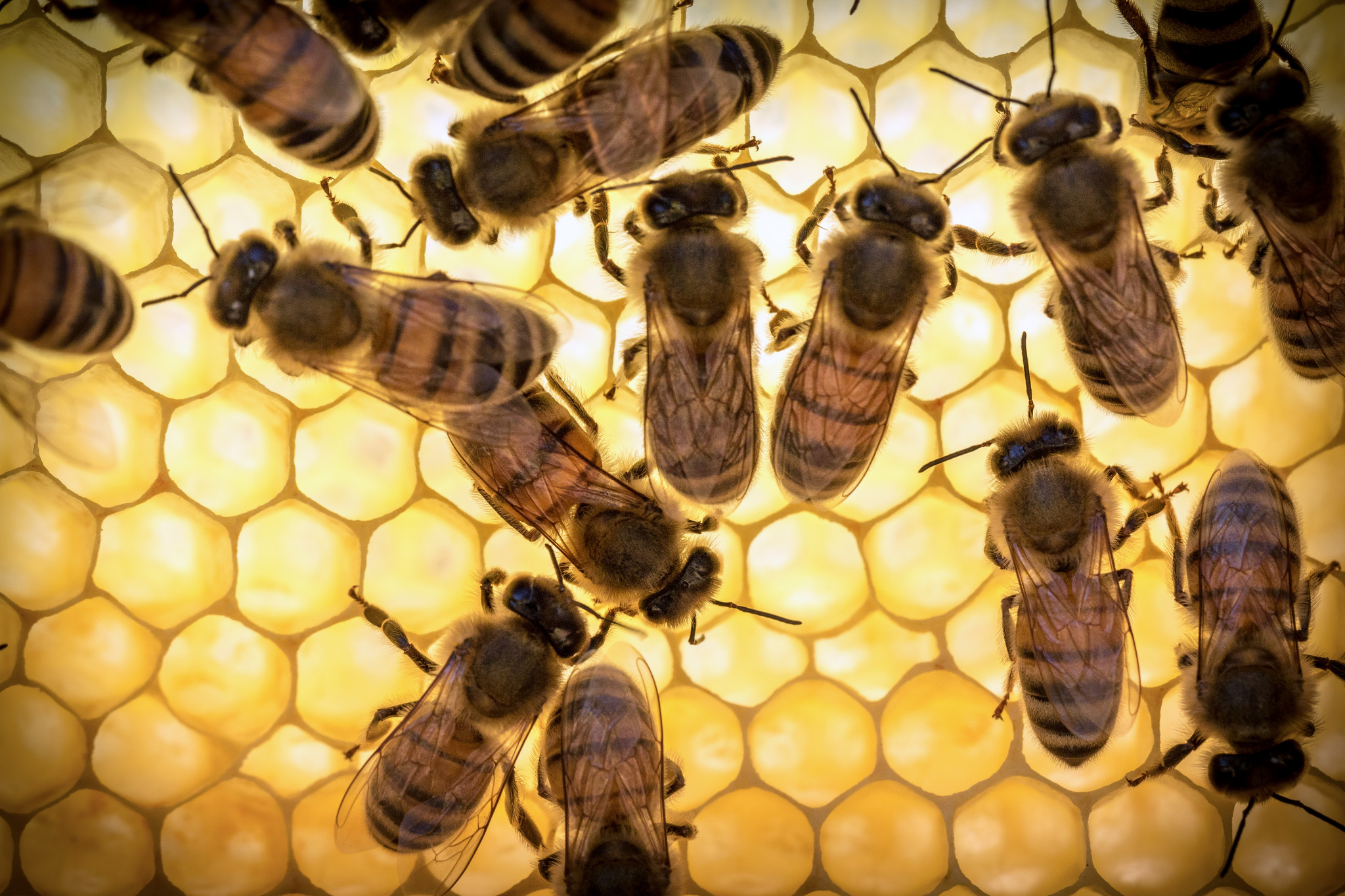 Bee royal jeleu nu este recomandat să utilizați noaptea, deoarece sub influența sa crește activitatea nervoasă și posibila insomnie